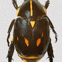 Featured image of post Besouro Amarelo E Preto - Inseto coleóptero amarelo ou preto.