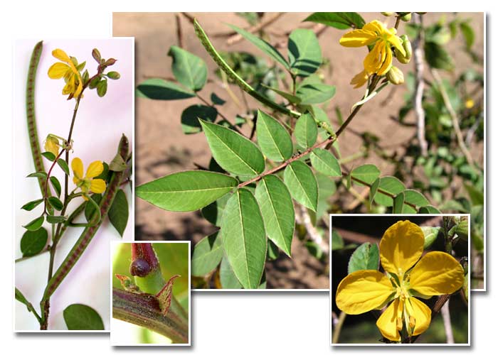 Fedegoso (Senna occidentalis)