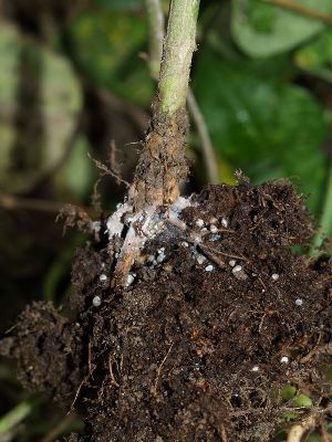 Pulgão da raiz do feijoeiro (Smynthurodes betae)