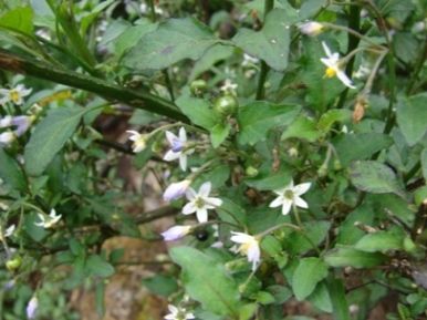 Maria-pretinha  Solanum americanum – Entre Plantas