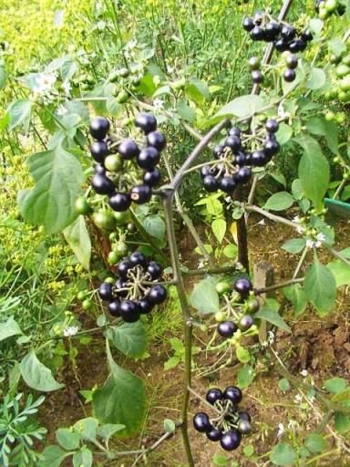 Mata-cavalo (Solanum aculeatissimum Jacq.) - AgriPorticus fotos e  informações de pragas de plantas - Agronômica