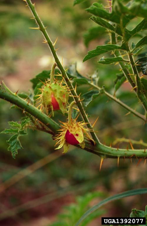 Solanum sisymbriifolium DSC09438 Planta do joá-bravo, joá,…