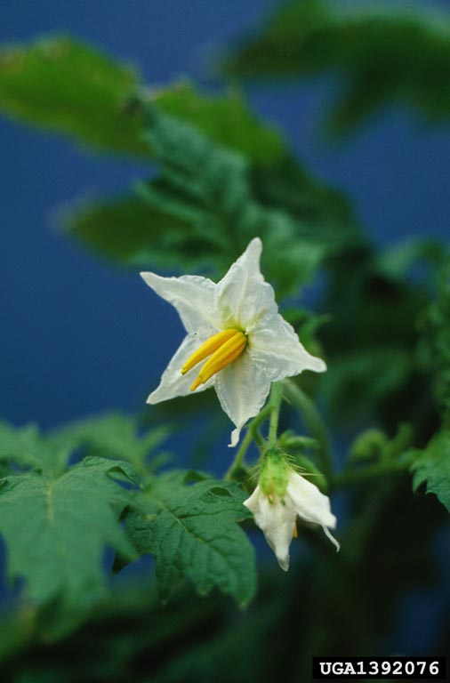 Solanum sisymbriifolium DSC09041(1) Planta do joá-bravo, j…