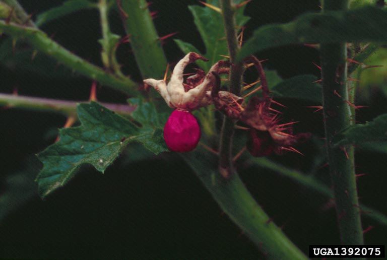 Joá-bravo (Solanum sisymbriifolium) - PictureThis