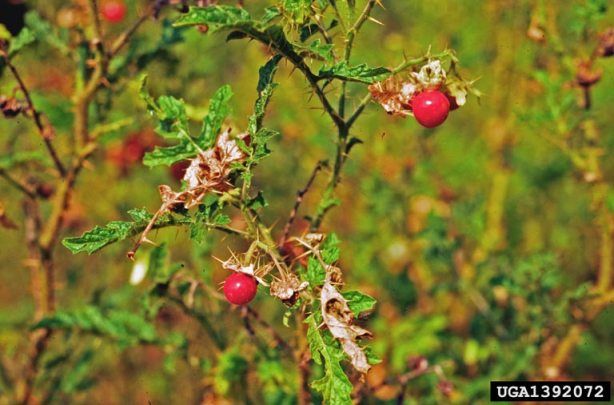 Joá-bravo (Solanum sisymbriifolium) - PictureThis