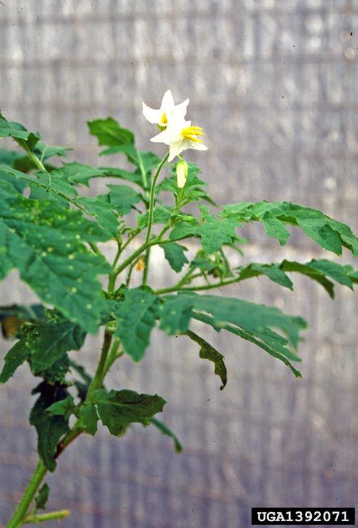 Sementes De Arrebenta Cavalo Joa Bravo Solanum Palinacanthum