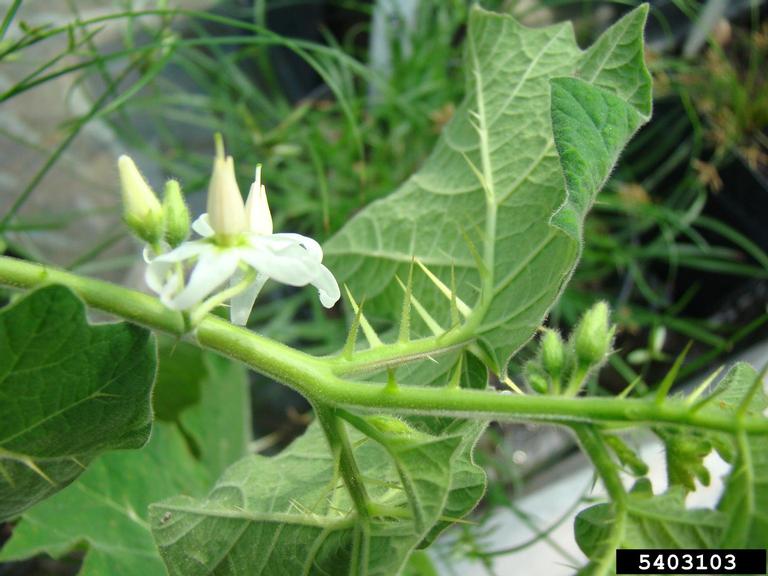 Sementes De Arrebenta Cavalo Joa Bravo Solanum Palinacanthum