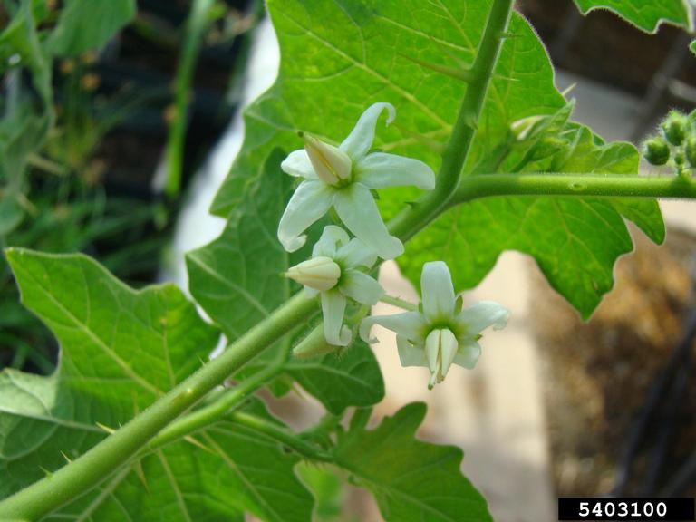 Sementes De Arrebenta Cavalo Joa Bravo Solanum Palinacanthum