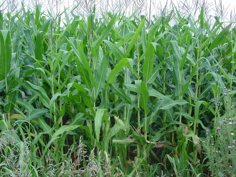 Лист кукурузы. Кустовая кукуруза. Сорняки в кукурузе. Зеленое поле кукурузы. Сахарная кукуруза.