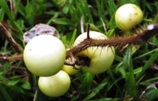 Rebenta boi ( solanum capsicoides), Planta da família das S…