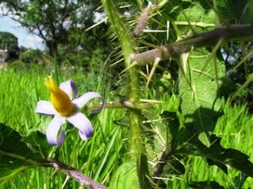 Rebenta boi ( solanum capsicoides), Planta da família das S…