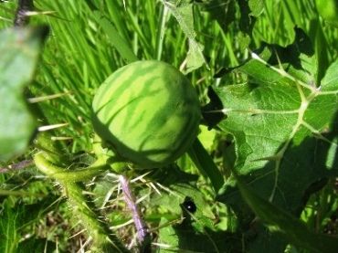 Rebenta boi ( solanum capsicoides), Planta da família das S…